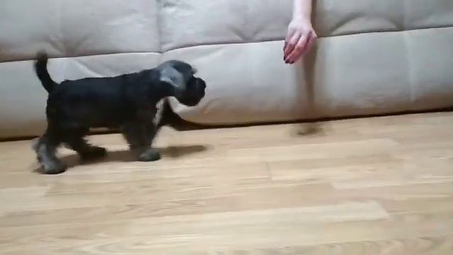 Щенки цвергшнауцера.(Мальчик ) смотреть онлайн