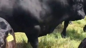 Быки продаются. Быки Абердин Ангусы. Быки и коровы.МЭЦ. КРС.