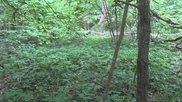 2 прогулки по лесопарку. Екатерина, советы и гильзы. смотреть онлайн