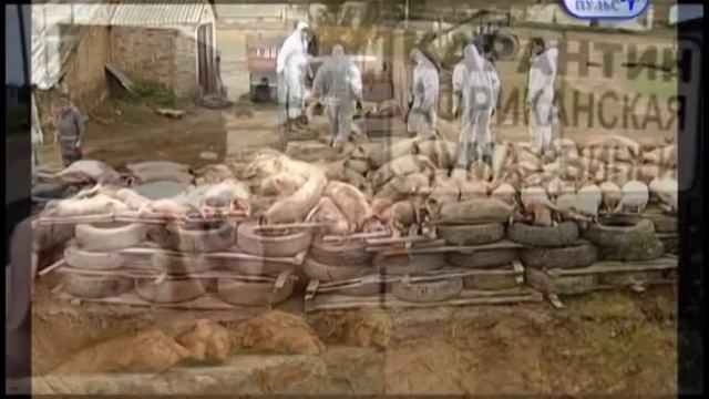 Вспышка чумы свиней в районах Самарской области смотреть онлайн