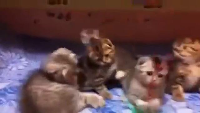 Продажа котят шотландской породы. смотреть онлайн