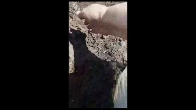 Посадка арбузов в открытый грунт в Сибири. Марценюк Надежда смотреть онлайн