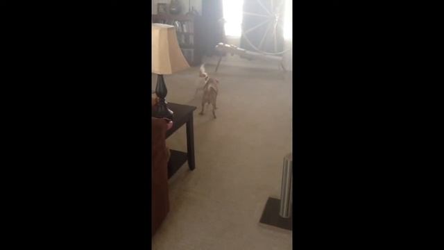 Jazz and Tyson. Goes from Roly poly. To play .. смотреть онлайн