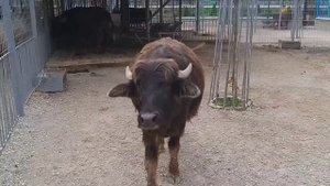 Влог Нальчикский зоопарк . - Такого количества животных я ещё не видела!!! 😱😱😱😱