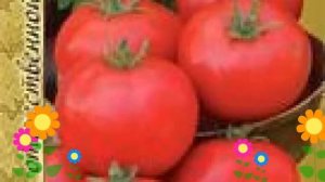 Томат обыкновенный Андромеда красная f1. Краткий обзор, описание характеристик, где купить семена