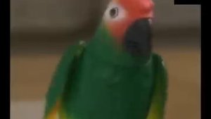 Попугай Иннокентий