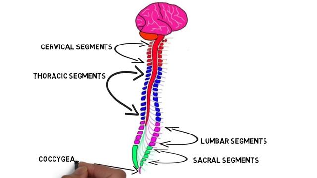2-Minute Neuroscience: Exterior of the Spinal Cord смотреть онлайн