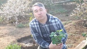 Земляника Али Баба. Посадка из семян с планами на урожай
