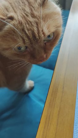 Завтрак с котом Филей