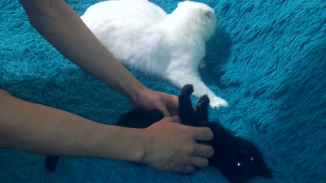 Ваш мейн-кун ненастоящий! смотреть онлайн