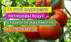 От этой подкормки помидоры будут сладкими, крупными и мясистыми.