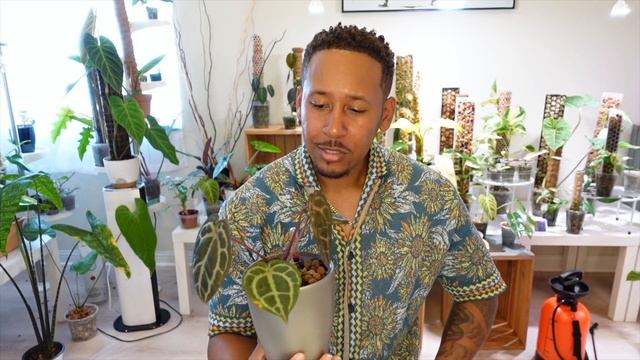 Anthurium Collection 2023 смотреть онлайн