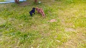 Щенки паттердейл-терьера. 1,5 месяца. Patterdale Terrier.