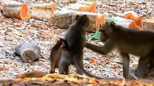 STRANG ! UNBELIVEABLE monkey feeling with dog .
