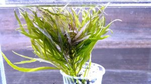 ПОГОСТЕМОН ШРИ ЛАНКА ( Pogostemon Sri Lanka )