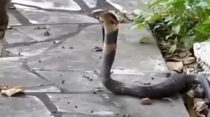 Кот против кобры Cat vs  Cobra