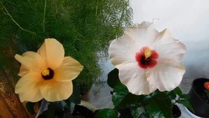 ГИБИСКУС САДОВЫЙ ВЫРАЩИВАНИЕ В КОМНАТНЫХ УСЛОВИЯХ !