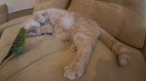 Приставучий попугай и кот спокойный как удав.