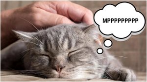 Почему КОШКИ МУРЛЫКАЮТ ?