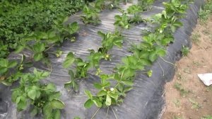 Клубнику подкормите после цветения Азофоской