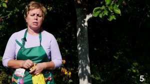 Подготовка плодовых деревьев к зиме ➡ Чем обработать ✅ Как укрыть ✅ Защитить от вредителей