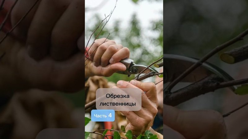 Обрезка лиственницы. Часть 4. #bonsai #бонсай #ниваки #сад #лиственница
