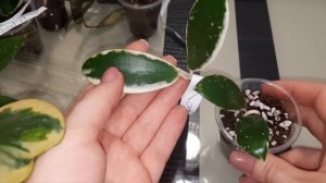 /Распаковка посылки с растениями/Новые хойи/📦💓