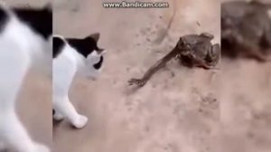 В МИРЕ ЖИВОТНЫХ - Семейство кошачьих.