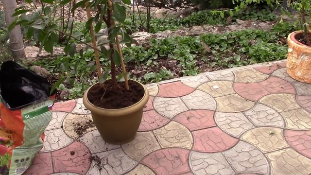 Обновлять грунт в горшках с цветами необходимо! смотреть онлайн