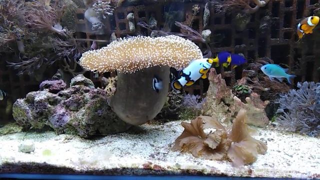 Тюлевый апогон Каудерна Pterapogon kauderni гоняет белохвостую зебру Дасцилл Dascyllus aruanus смотреть онлайн