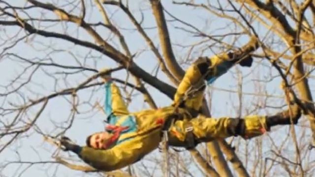 Безопасный срез деревьев
