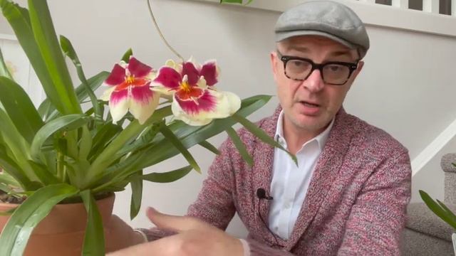 #CareCollab series: how to grow Miltoniopsis  orchids