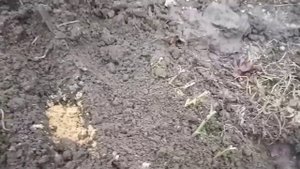 ?Осеннее черенкование роз в открытом грунте. Очень простой способ.