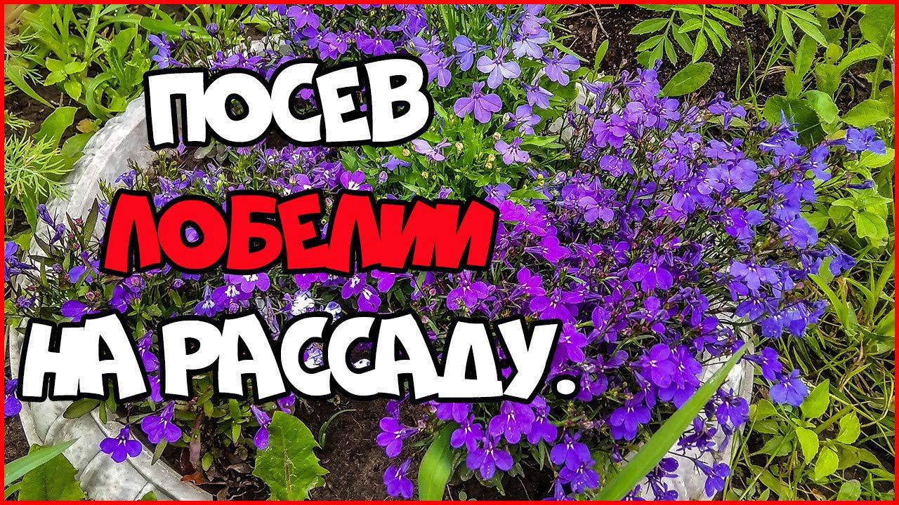 Посев ЛОБЕЛИИ и ПЕТУНИИ на рассаду. Жена дальнобойщика.