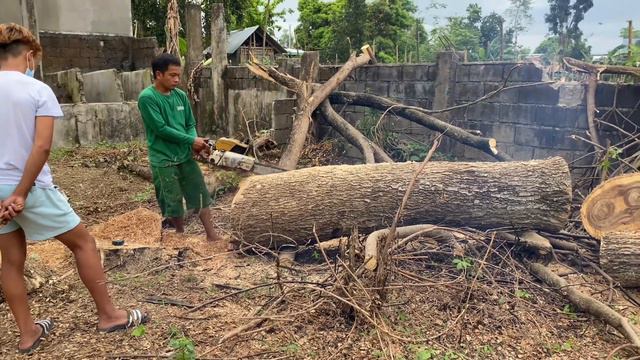 Paano gumawa ng tabla gamit ang chainsaw at puno ng Acacia//How to make wood craft using chainsaw? смотреть онлайн