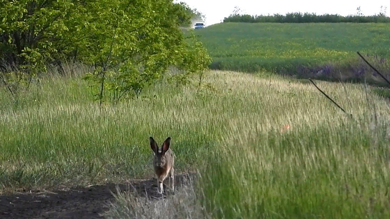 Заяц уходит от преследования! / Hare escapes from pursuit! смотреть онлайн