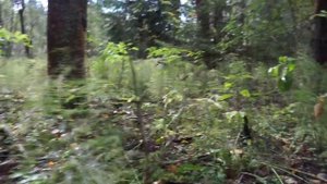 Белый гриб на берегу Оредежа