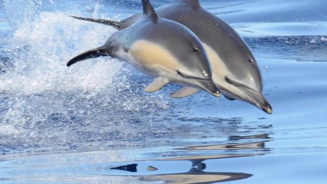 Говорят, дельфины говорят (OST Девочка и дельфин.) (музыка Эдуарда Артемьева.) (от ТАТЬЯНОЧКИ) (ж) смотреть онлайн