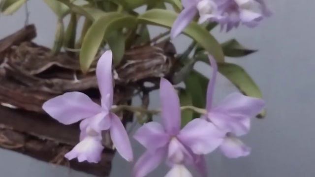 CATTLEYA NOBILIOR COERULEA смотреть онлайн