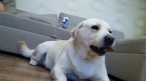 Злой лабрадор. Angry labrador.