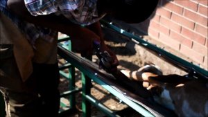 Стрижка копыт овцам, Обрезка копыт козам на станке sheepmaster 120 градусов