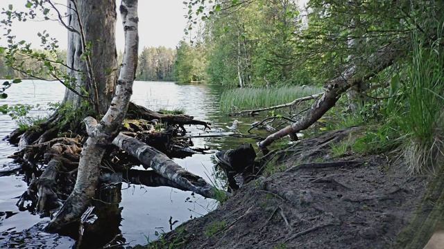 Горная река. Фото. Пение птиц. Видео 1 час