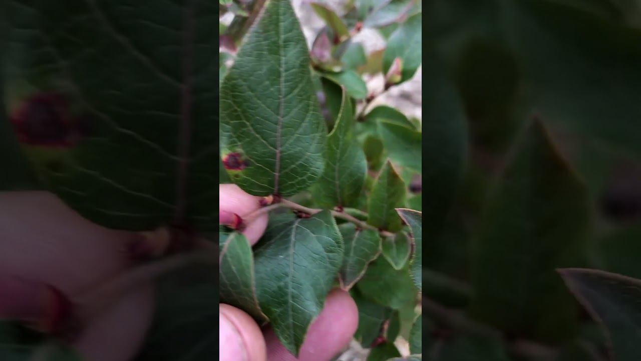 Плодовая почка на голубике. Конец сентября. Подмосковье. #голубика #голубикабонус смотреть онлайн