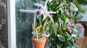 Laelia purpurata werkhauseri описание и уход.