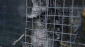 Бизнес идея  Разведение шиншилл на мех