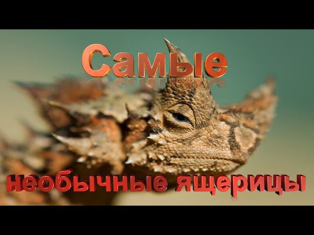 Топ 10 самых необычных ящериц в мире