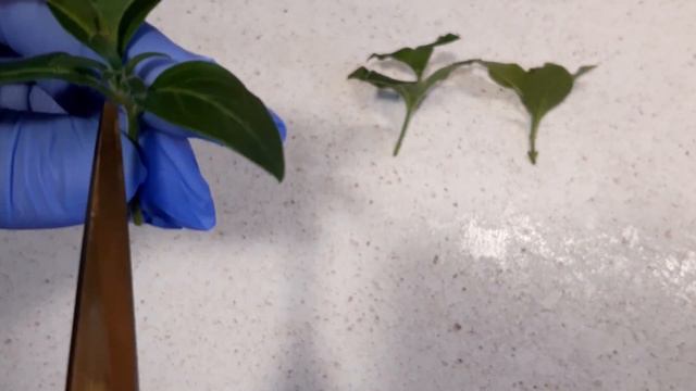 Черенкую петунию. Укореняется всегда смотреть онлайн