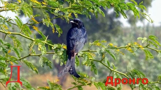 17 животных на букву Д.