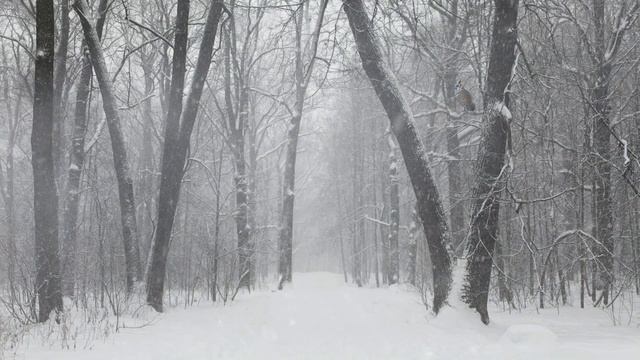 Лес.Парк.Зима.Метель.Звуки снежной бури для расслабления.