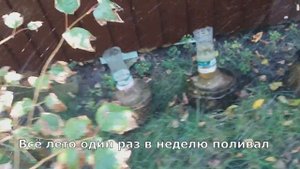 Как вырастить грибы вешенки на пнях